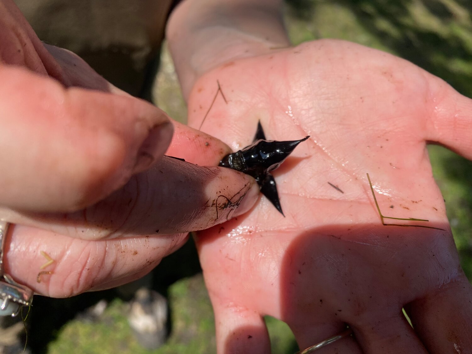 Volunteers clean up Mill Pond, one invasive species at a time | Herald